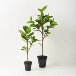 39" Faux Audrey Ficus Tree - Hearth & Hand™ With Magnolia -Hearth & Hand With Magnolia Shop GUEST 6bdb55b7 edab 4ef8 b36c 9477800cad3b